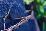Indonesia Dragonfly