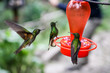 Close up of 3 hummingbirds gathering around a red feeder