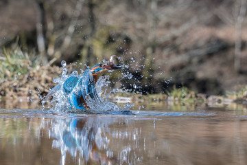 Aufkleber - A low level action photograph of a kingfisher with a minnow. The image is taken at water level and shows the bird emerging from the water with plenty of water droplets and the fish in its beak