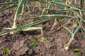 Wall Mural - onion ready to harvesting