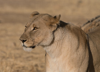adult female lions lies down, but constantly scans the horizon