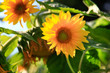 beautiful, mature flower of a yellow sunflower, plants in the garden.
