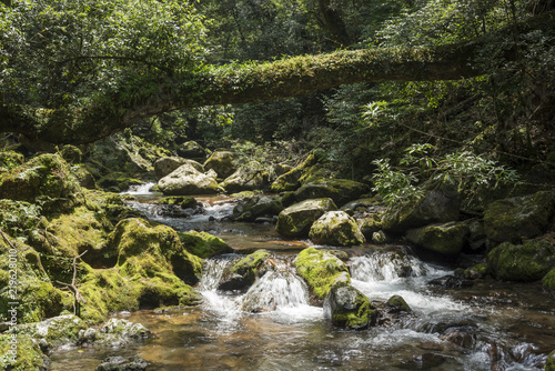 倒木のある森と苔むした岩の脇を流れる奥十曽渓谷の流れ Stock 写真 Adobe Stock