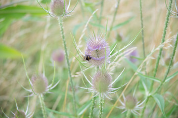 bee on a thistle 2