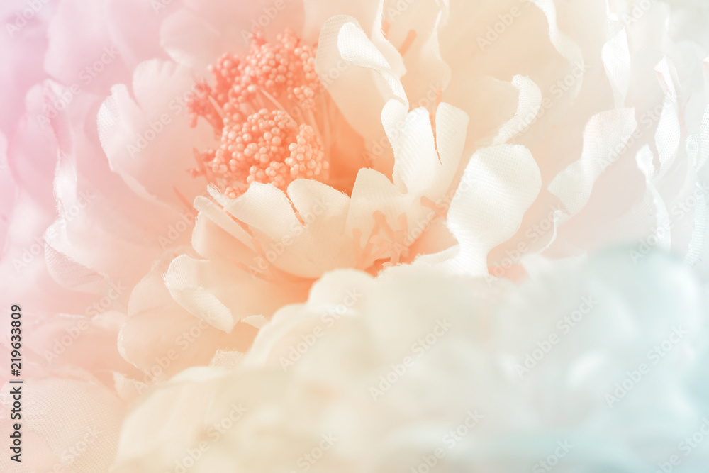 Chrysanthemum flowers in soft pastel color and blur style for background - obrazy, fototapety, plakaty 