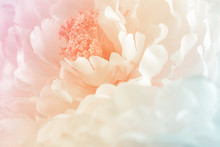 Chrysanthemum Flowers In Soft Pastel Color And Blur Style For Background