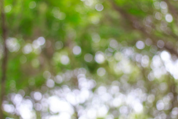 Canvas Print - blurred of green bokeh on tree background