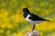 Oystercatcher With Side View Sitting On A Heap Of Stones On A Lush Yellow Bokeh Background