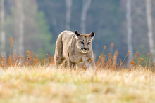 Cougar (Puma Concolor), Also Commonly Known As The Mountain Lion, Puma, Panther, Or Catamount. Is The Greatest Of Any Large Wild Terrestrial Mammal In The Western Hemisphere