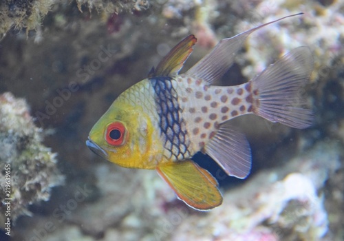 Zdjęcie XXL Egzotyczna, kolorowa ryba w morskim akwarium