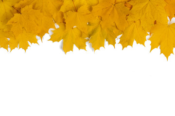 Wall Mural - Yellow maple leaves frame