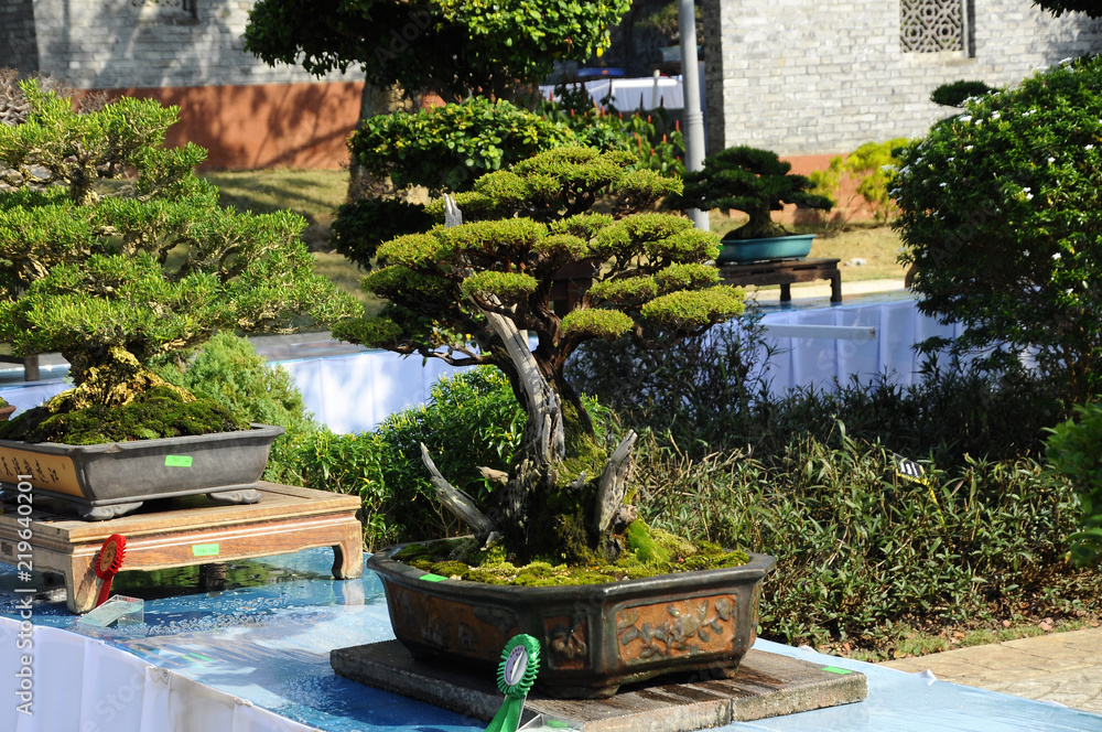 Printed kitchen splashbacks Bonsai tree display for public in Royal Floria Putrajaya garden in Putrajaya, Malaysia. - Nikkel Art Printed kitchen splashbacks Bonsai tree display for public in Royal Floria Putrajaya garden in Putrajaya, Malaysia. - Nikkel Art