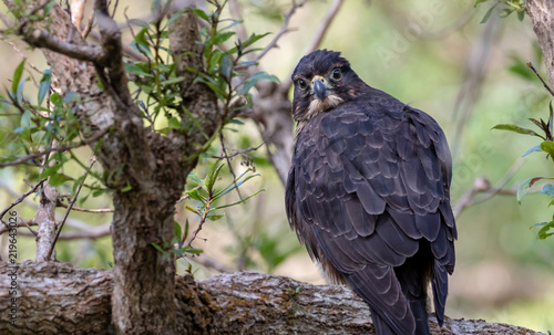 Keen Eyed New Zealand Falcon Buy This Stock Photo And