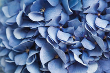 Blue Hydrangea Flora Background Closep Top View