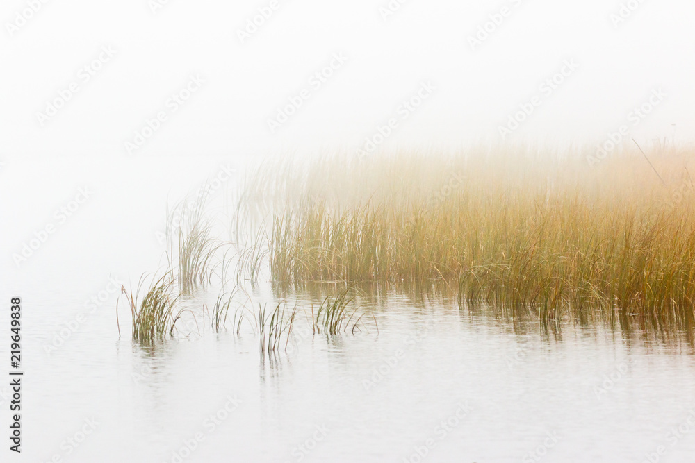 Reed bed in foggy seascape - obrazy, fototapety, plakaty 