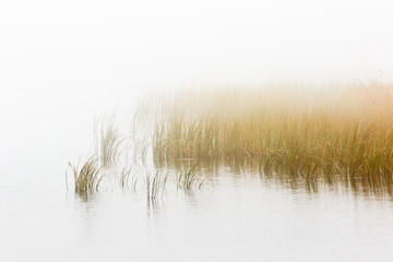 reed bed in foggy seascape