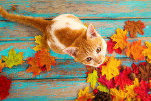 Kitten Look Up And Sitting On Maple Leaves In Autumn.  Domestic Cute Cat In Fall.