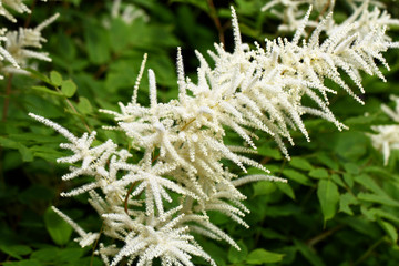 Goat's beard