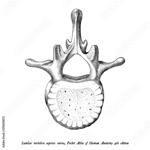 Fotografía Lumbar vertebra superior view anatomy hand draw vintage clip art isolated on whi
