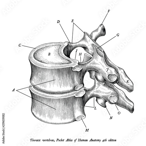 Cuadros en Lienzo Thoracic vertebrae anatomy vintage illustration clip art isolated on white backg