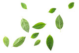 Fototapeta Do akwarium - Flying mint leaves
