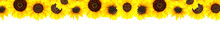 Yellow Sunflowers Background