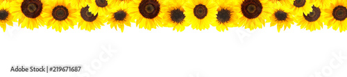 Foto  Yellow sunflowers background