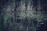 Fototapeta Na ścianę - golden arching grasses reflected in lake water