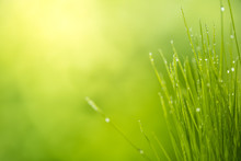 Green Grass With Water Drops Bright Sunlight, Green Nature Background, Summer Meadow Sunrise