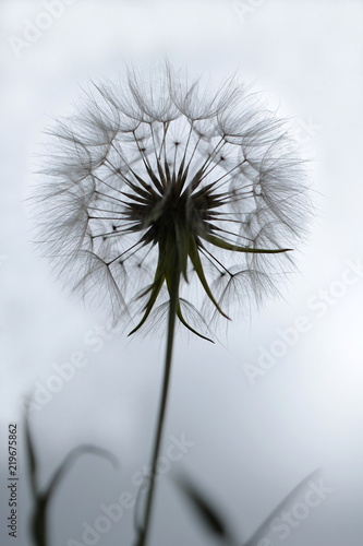 Pusteblume -Löwenzahn-freig...