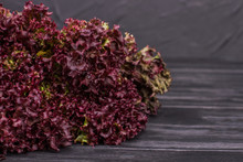Sheaf Of Purple Lettuce Lollo Rosso. Fresh Vegetable Salad.