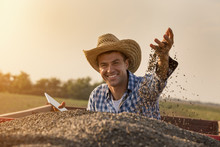Happy Farmer Sitting In Trailer Full Of Sunflower Seeds
