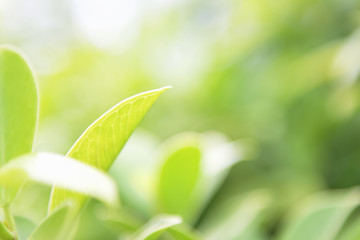 Wall Mural - closeup green leaf on blur background with sunshine