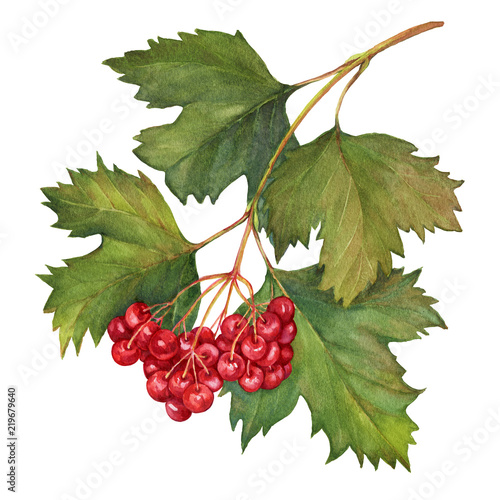 Red Viburnum Opulus Common Name Guelder Rose Branch With Leaves And Berries Medicinal Plant Watercolor Hand Drawn Painting Illustration Isolated On A White Background Buy This Stock Illustration And Explore Similar Illustrations