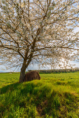 Wall Mural - Lonely standing flowering tree. Blooming apple tree. Flowering pear. The tree stands in the middle of the field. A haystack lies next to the tree.