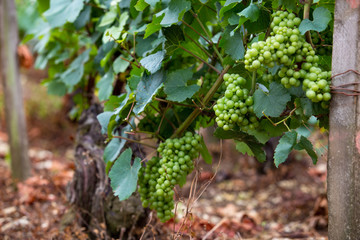 Wall Mural - Green grapes background