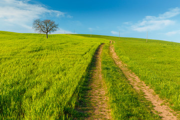 Lonely standing tree. The tree stands in the middle of the field. Two trees stand in the middle of a green field.