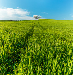 Wall Mural - Lonely standing tree. The tree stands in the middle of the field. Two trees stand in the middle of a green field.