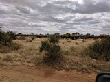 Fototapeta Sawanna - Kenya Tsavo East