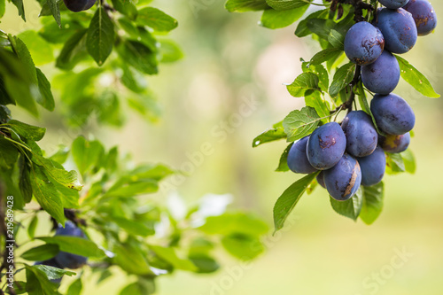 Fotomural Fresh blue plums on a branch in garden
