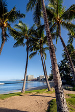Palm Trees On Waikiki Beach