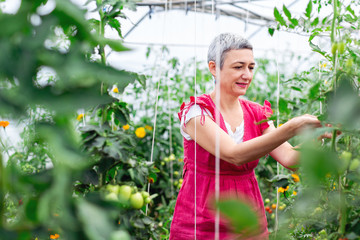 Poster - Mature woman picking tomato in greenhouse