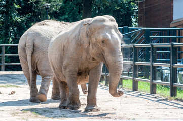 Two elephant looking adorable, standing on the ground looking, s covered with dust at the zoological park