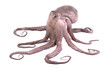 Fresh octopus isolated on white background. Live octopus isolated
