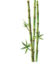 Green Bamboo Plants Isolated On White Background
