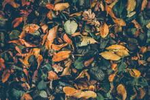 Autumn Leaves Yellow And Green. Fall Season Background