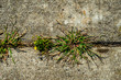 Closeup view of live weeds in a cement driveway crack