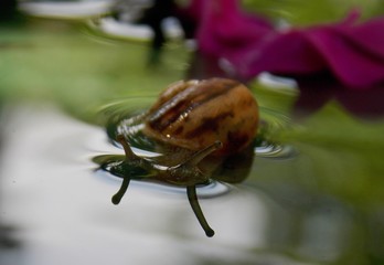 snail in the water
