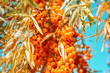 Grapes of fresh orange sea-buckthorn food with leaves on tree branch against blue sky background