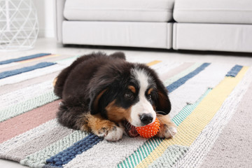 Sticker - Adorable Bernese Mountain Dog puppy on carpet indoors